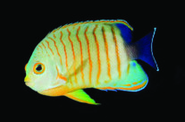 Orange Striped Angel