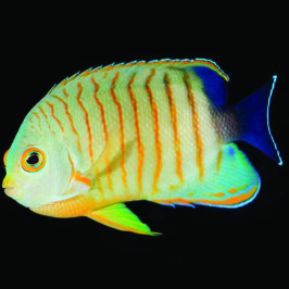 Orange Striped Angel