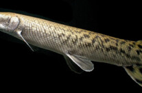 Atractosteus Spatula
