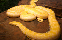 Burmese Albino Python