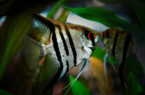 Angelfish