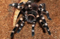 Brazilian Whiteknee Tarantula