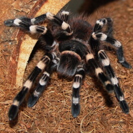 Brazilian Whiteknee Tarantula