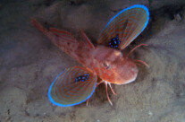 Chelidonichthys Lucerna
