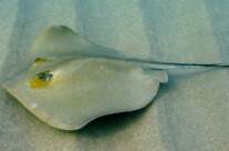 Dasyatis Pastinaca