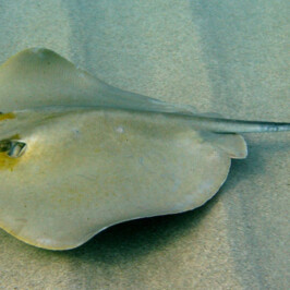 Dasyatis Pastinaca