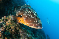 Epinephelus Marginatus