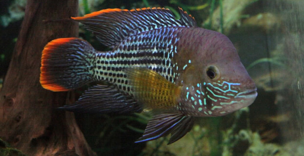 Green Terror Cichlid