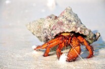 Hermit Crab