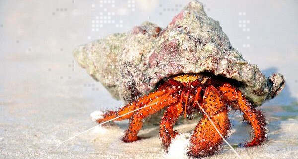 Hermit Crab