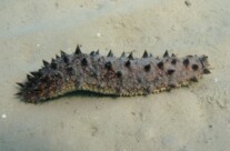 Holothuria Tubulosa