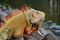 Iguana