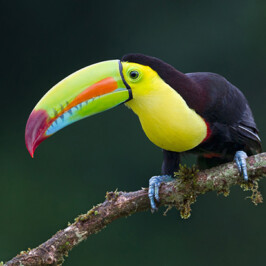 Keel Billed Toucan