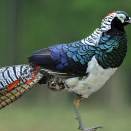 Lady Amherst’s Pheasant