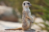 Meerkat