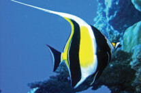 Moorish Idol