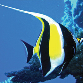 Moorish Idol