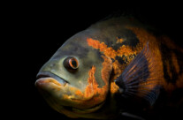 Oscar Fish