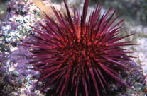 Paracentrotus Livudus