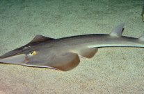 Rhinobatos Rhinobatos