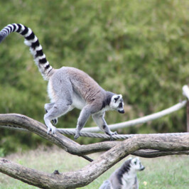 Ring Tailed Lemur