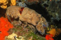 Scyllarides Latus