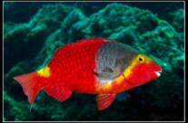 Sparisoma Cretense