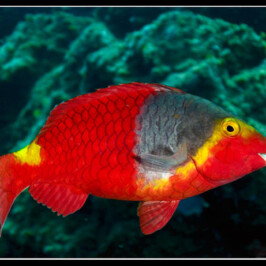 Sparisoma Cretense