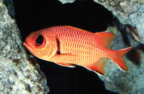 Squirrel Fish