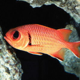 Squirrel Fish