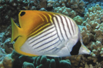 Threadfin Butterfly