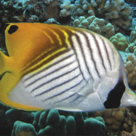 Threadfin Butterfly