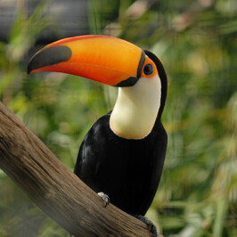 Toco Toucan