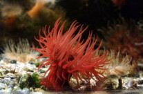 Actinia Equina Anemon