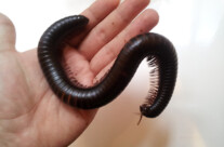 African Millepede
