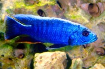 Ahli Cichlid