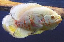 Albino Astronaut