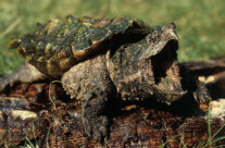 Alligator Snapping Turtle