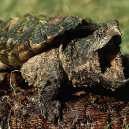 Alligator Snapping Turtle