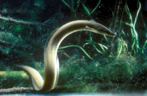 Anguila Anguila