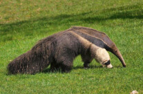 Giant Ant Eater