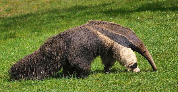 Giant Ant Eater