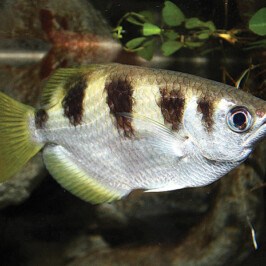 Archerfish