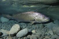 Argyrosomus Regius