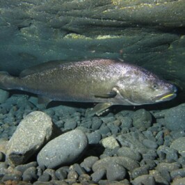 Argyrosomus Regius