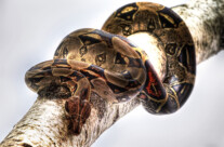 Ball Python