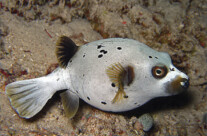 Black Spotted Puffer