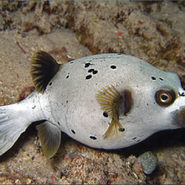 Black Spotted Puffer