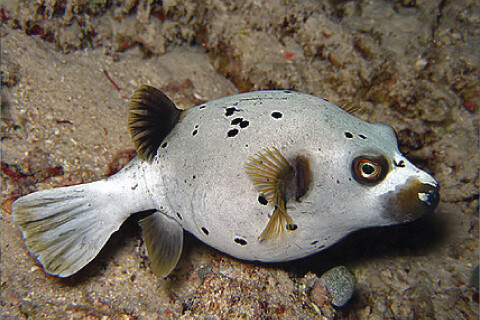 Black Spotted Puffer