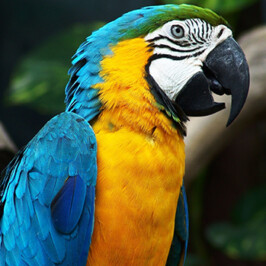 Blue Macaw